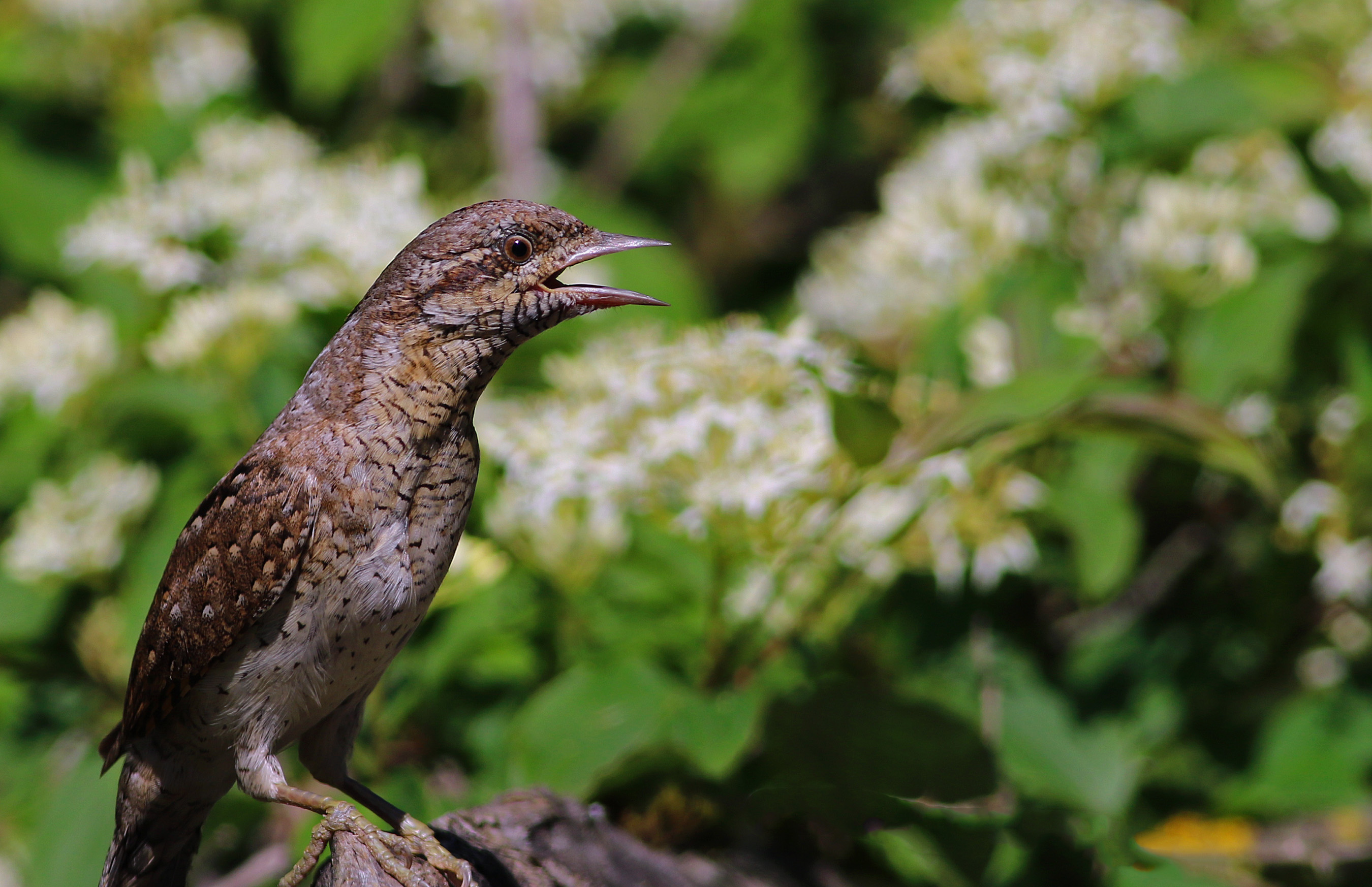 Eurasian Wryneck